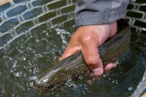 Our rivers have plenty of healthy fish and we practice catch and release so they grow big Our rivers have plenty of healthy fish and we practice catch and release so they grow big