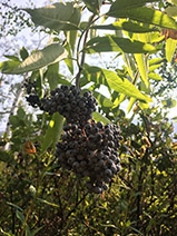 Elderberry
