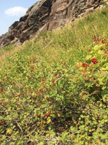 Mountain foliage